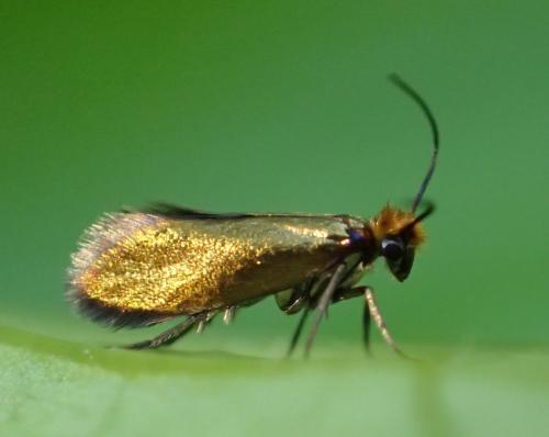 Micropterix sp.